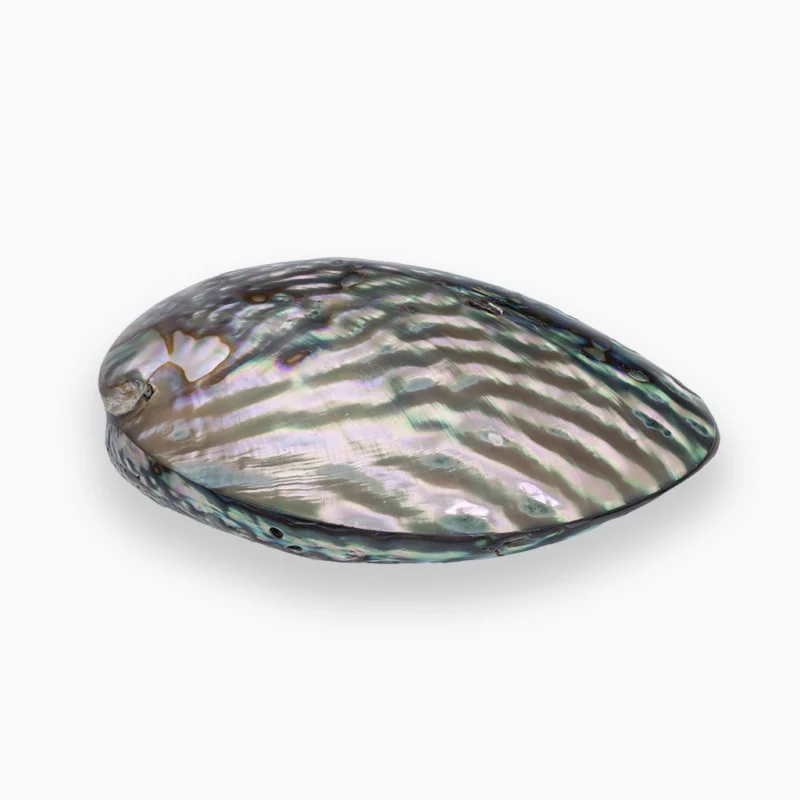 صدف الأبالون الطبيعي مقاس 60×40 ملي